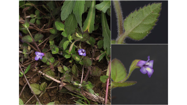 発見されたナントウウリクサ