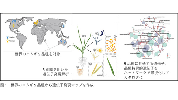 遺伝子カタログ化によるコムギ品種間多様性の解明　新品種開発を加速.jpg