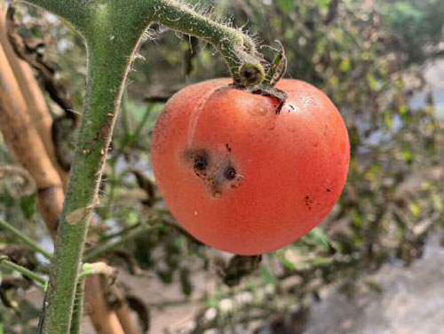 幼虫の食害による被害果（写真提供：宮崎県総合農業試験場）