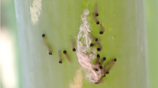 ふ化直後のシロイチモジヨトウ若齢幼虫（ネギ葉）（写真提供：埼玉県病害虫防除所）