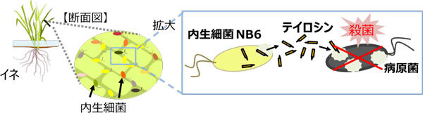 図1：内生細菌NB6が生産するテイロシンによる病原菌の防除のイメージ