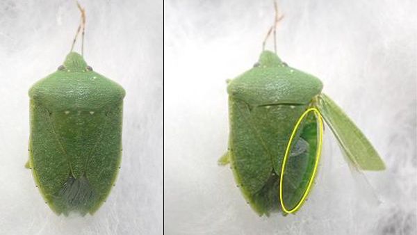 ミナミアオカメムシ・腹部背面が一面緑色（写真提供：群馬県農業技術センター）