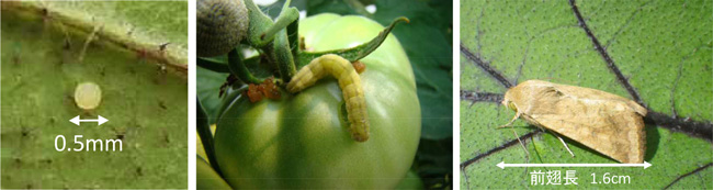 オオタバコガ卵、オオタバコガによるトマトの被害、オオタバコガ成虫（写真提供：徳島県病害虫防除所）