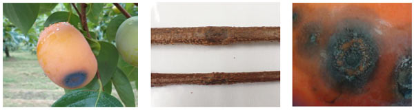 左から、カキ炭疽病の果実病斑・カキ炭疽病の枝病斑・カキ炭疽病の鮭肉色の分生子塊（写真提供：鳥取県病害虫防除所）