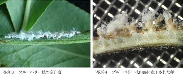 写真3：ブルーベリー枝の産卵痕、写真4：ブルーベリー枝内部に産下された卵（提供：茨城県病害虫防除所）
