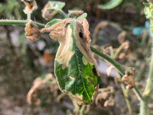 幼虫の食害による被害葉（写真提供：宮崎県総合農業試験場）