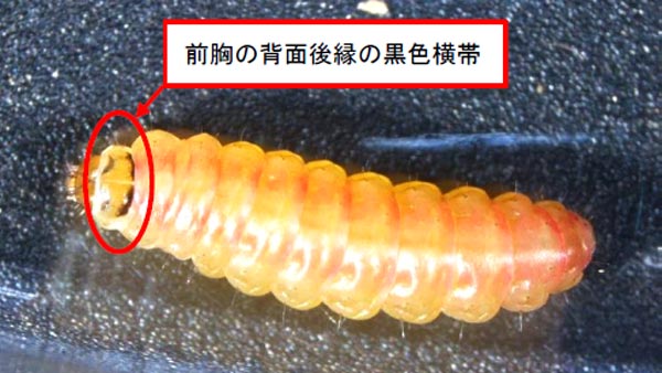 トマトキバガ幼虫（写真提供：熊本県病害虫防除所）