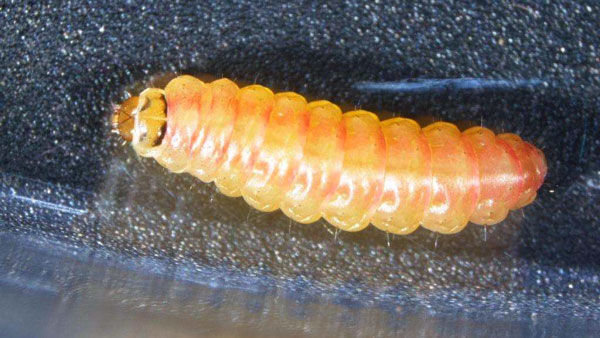 トマトキバガ幼虫（写真提供：熊本県病害虫防除所）