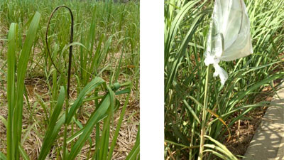 【注意報】さとうきびに黒穂病　多良間島で多発のおそれ　沖縄県s.jpg