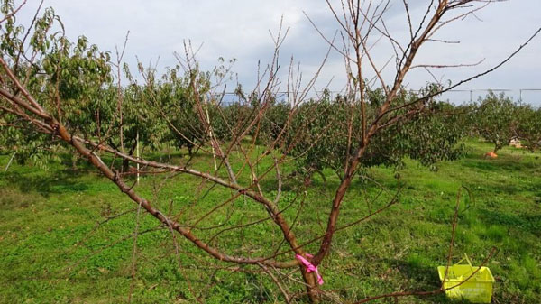 図2：り病し落葉したもも樹（写真提供：新潟県農業総合研究所園芸研究センター）