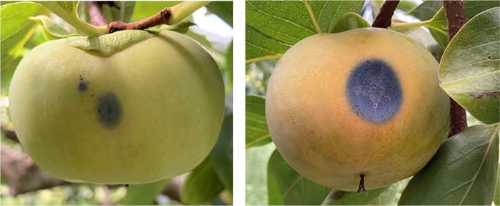 図2：カキ炭疽病の発病果（提供：島根県病害虫防除所）