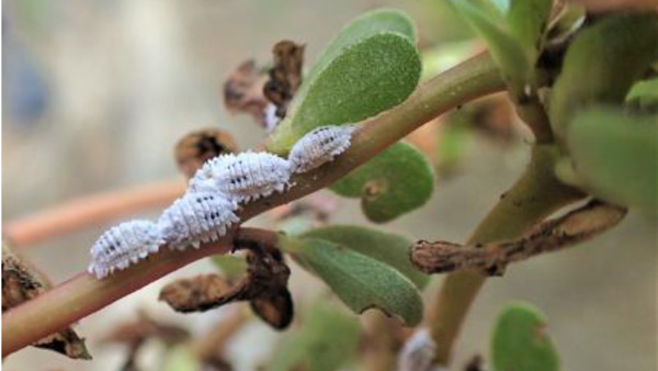 【注意報】キュウリにクロテンコナカイガラムシ　県内で初めて確認　三重県.jpg