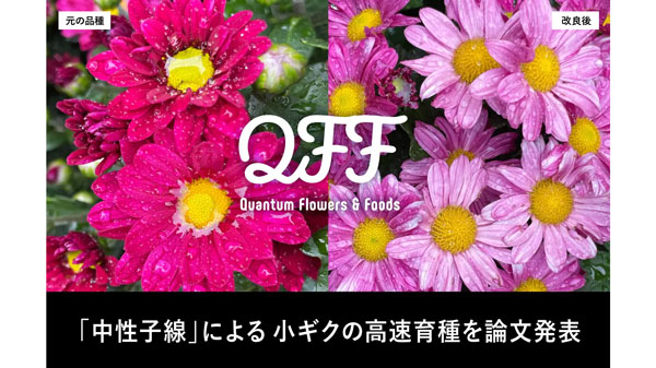 中性子線スピーディ育種による小ギクの品種改良の一例
