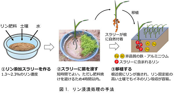 リン漬処理の手法