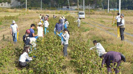 福島県で取り組みが進む茶綿づくり