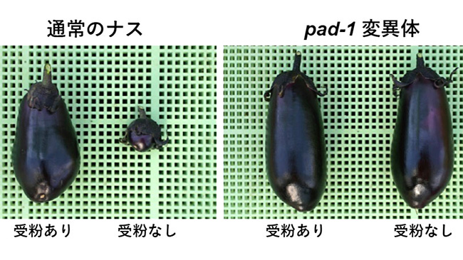 通常ナスとの比較