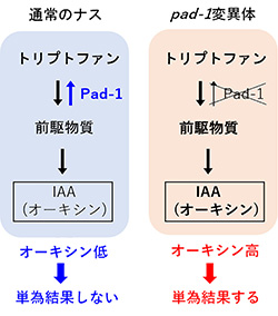 単偽結果のしくみ