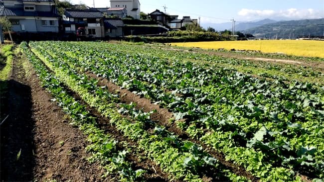 実証実験を行うクボタファームおれん家農園のほ場