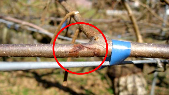凍害による亀裂から生じた赤褐色の樹液の流出痕
