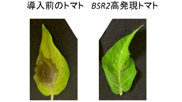 灰色かび病抵抗性の実験結果