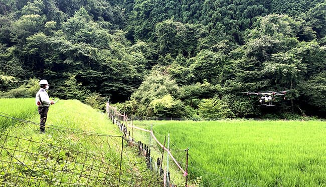 水田を飛翔するドローン