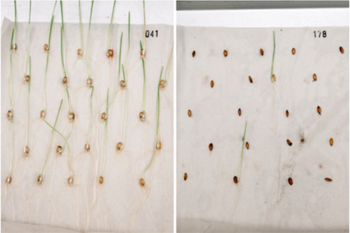 良好な発芽率を維持している保存種子のコムギ（左）と発芽率が低下した保存種子のイネ