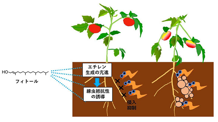 フィトール利用したネコブセンチュウ防除法