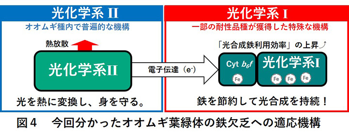 今回わかったオオムギ葉緑体の鉄欠乏への適応機構