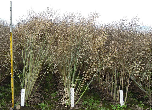 「ペノカのしずく」の草姿（左：ペノカのしずく、中：キザキノナタネ、右：キラリボシ）