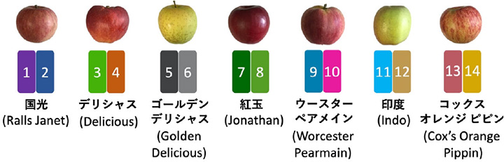7つのリンゴ起源品種における14種類のハプロタイプ