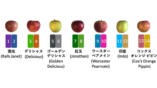リンゴの遺伝情報を可視化　農研機構、東京大学などが共同研究
