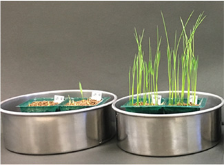 もみ枯細菌病（左）、各菌をもみに与えた後に播種し、8日後の芽生えの様子（右）