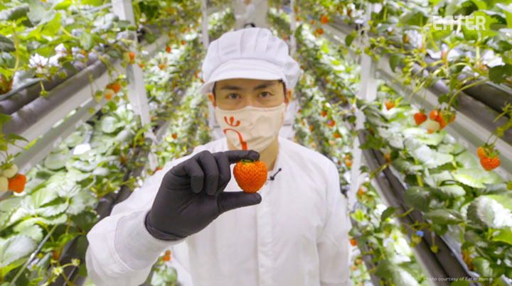 日本の栽培技術による植物工場で世界へ進出