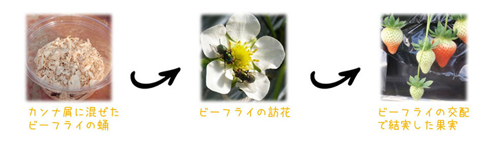 花粉媒介昆虫としてのヒロズキンバエ（商品名：ビーフライ）を利用したイチゴの促成栽培の例