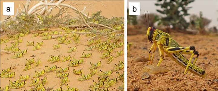 砂漠を集団移動中のサバクトビバッタの幼虫（a）  高温時は太陽に顔を向け、太陽光に当たる体表面積を小さくし、背伸びをして熱い地表から体を離す「背伸び行動」（b）