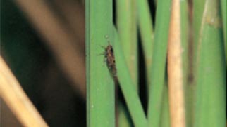 ウンカ対策で県内ＪＡにピラキサルト含有剤を推進　ＪＡ全農えひめ