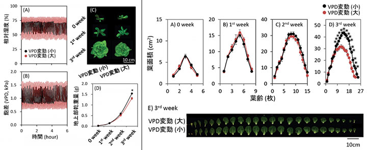 図1：VPD変動の程度がレタスの成長に及ぼす影響（左）  図2： VPD変動の程度がレタスの成長パラメータに及ぼす影響（右）