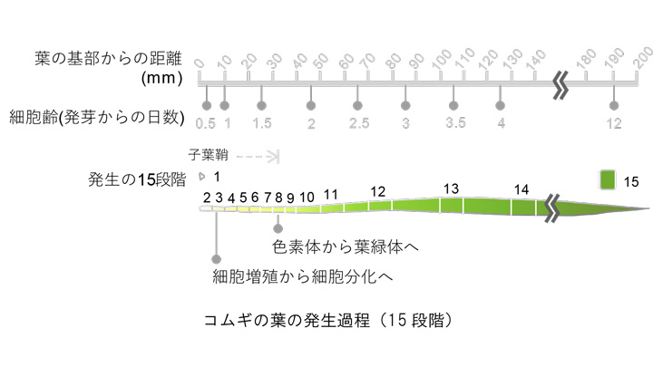 コムギの光合成　2段階の葉緑体発生過程を経て成立　遺伝子発現マップ作成　理研など共同研究