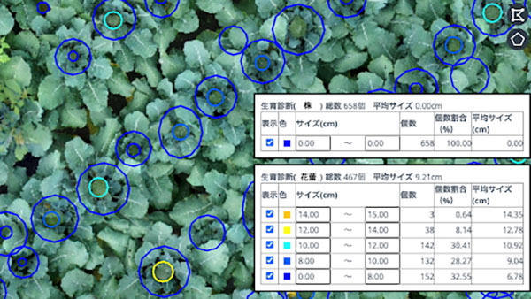 葉色解析の「いろは」ブロッコリー「花蕾」でサービス開始　スカイマティクス