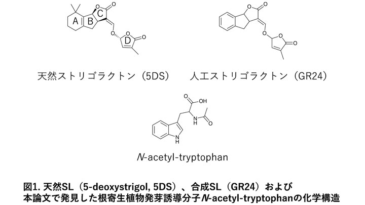 農業被害をもたらす根寄生植物防除へ　発芽を制御する分子を発見　明治大学