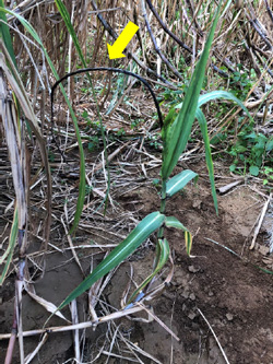 黒穂病に感染したサトウキビ。茎の先端部から黒色の鞭状物（矢印）が発生