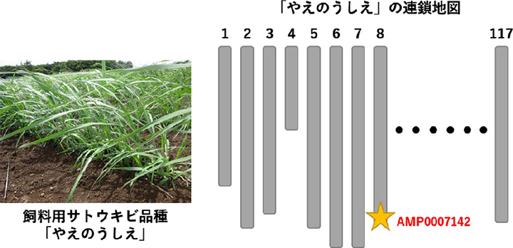 「やえのうしえ」の黒穂病抵抗性に関わる遺伝領域