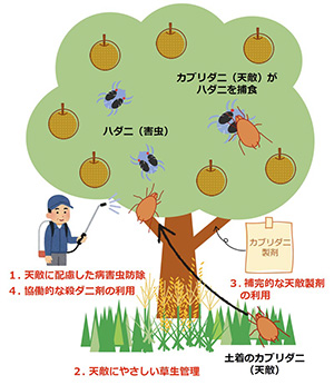 ＜w天＞防除体系を構成する4つのステップ