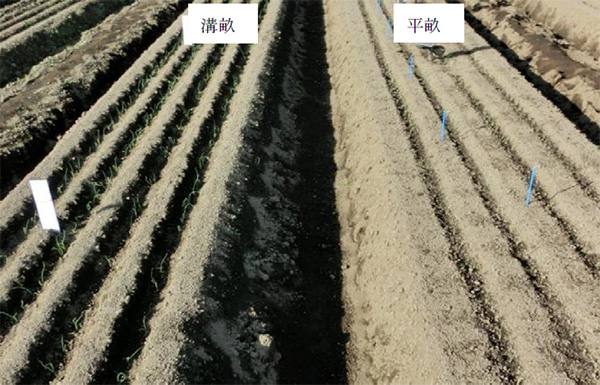 溝畝播種の初期生育の促進例