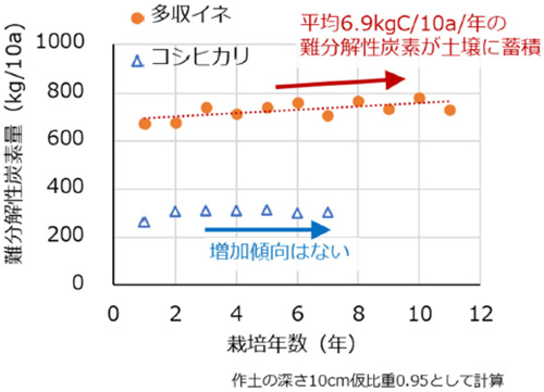 多収イネとコシヒカリ栽培水田における難分解性炭素の推移