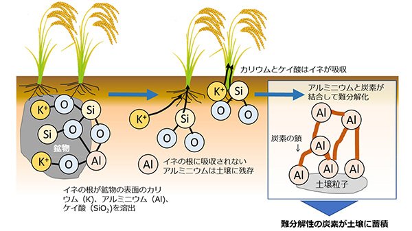 多収イネが鉱物中のカリウム・ケイ酸を吸収した結果、土壌で難分解性炭素が形成し蓄積するメカニズムの概念図