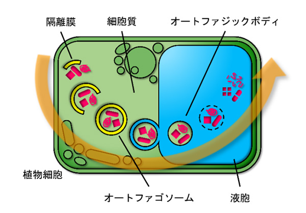 植物細胞におけるオートファジーの過程