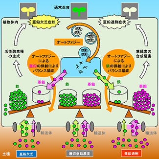 オートファジーによる細胞内「亜鉛―鉄シーソー」の管理