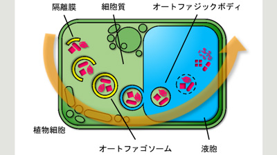 植物の亜鉛ストレス　オートファジーで適応　明大農学部の研究グループが新規モデル提唱