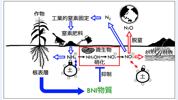 土壌中における窒素肥料の変換過程（硝化）